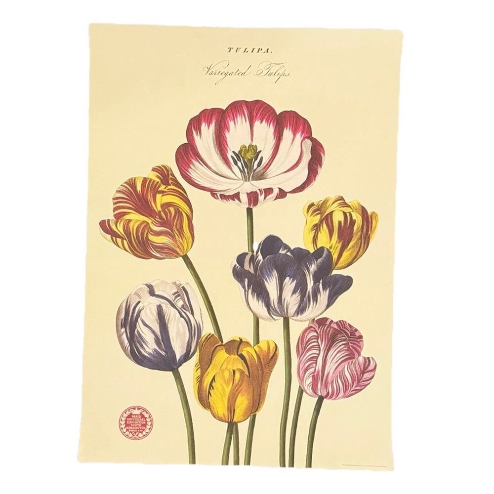 Tulipa Paper Print